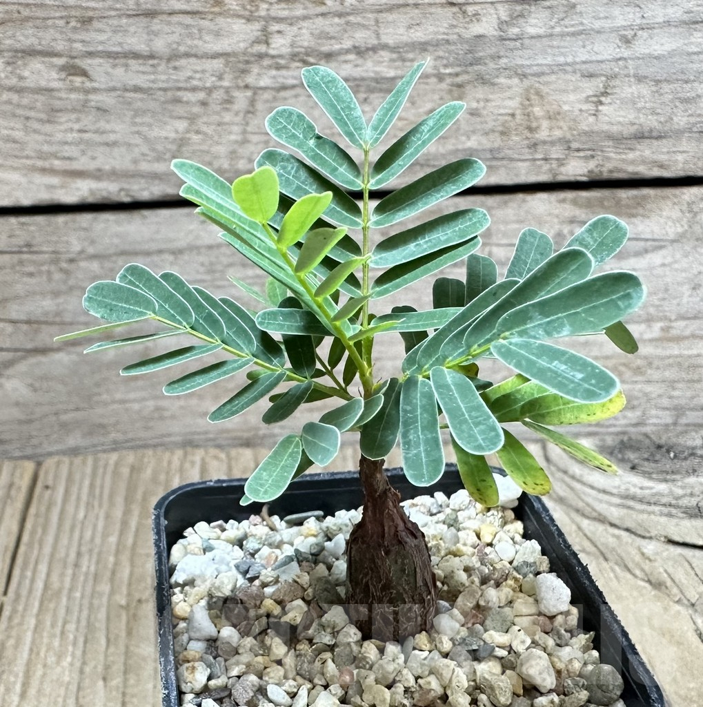 SHPR33795 Senna meridionalis - Image 2