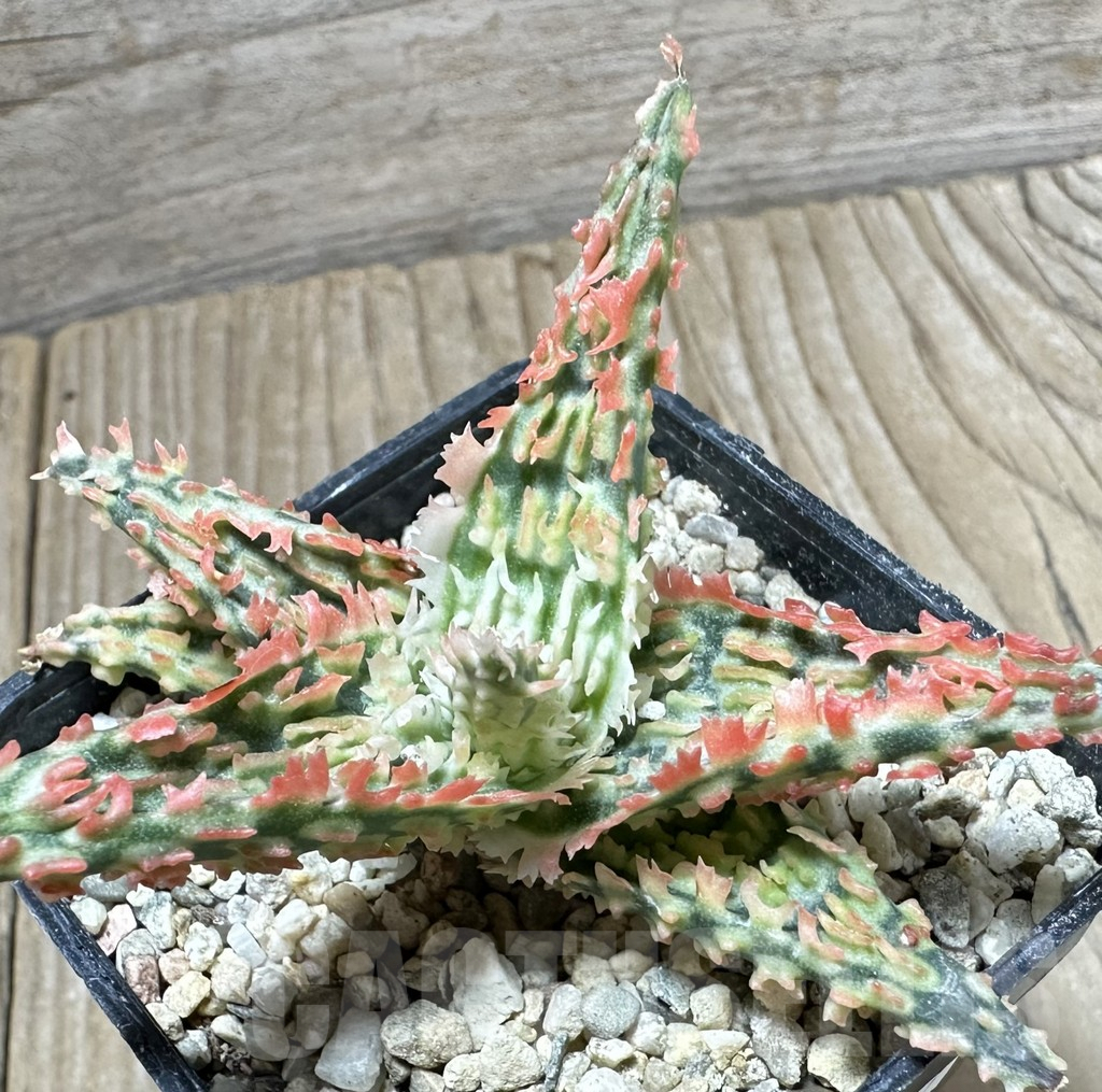 SHPR33797 Aloe TCT hybrid