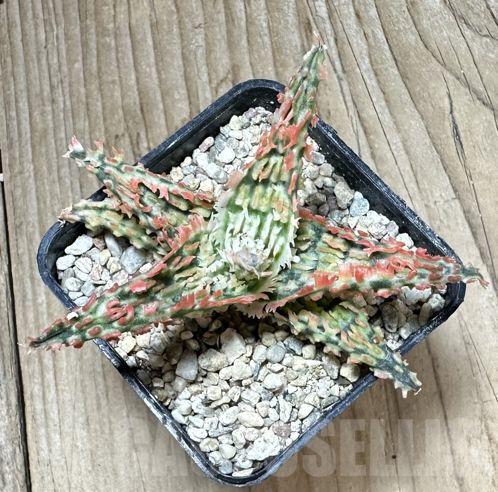 SHPR33797 Aloe TCT hybrid – Bild 3