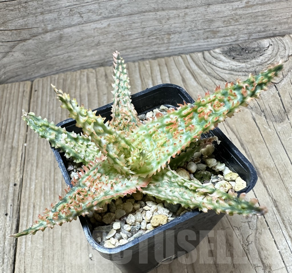 SHPR33798 Aloe TCT hybrid - Image 2
