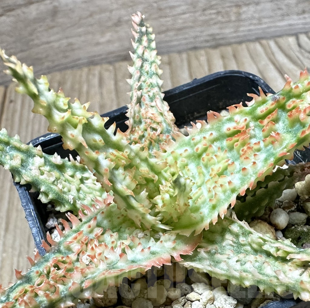 SHPR33798 Aloe TCT hybrid