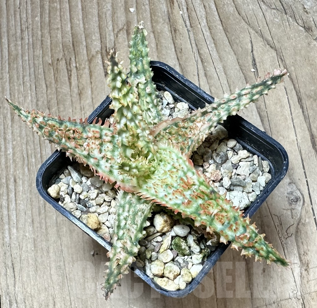 SHPR33798 Aloe TCT hybrid - Image 3