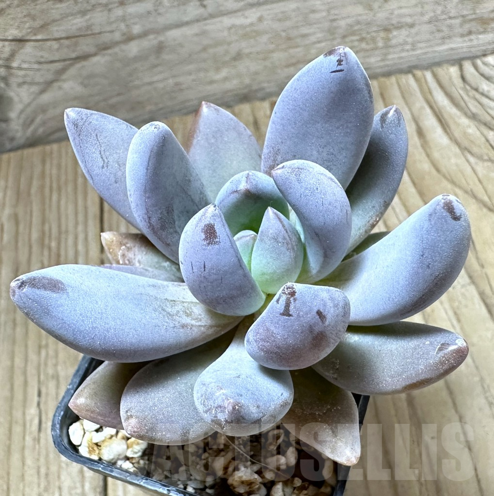 SHPR33799 Pachyphytum ‘Diamond’