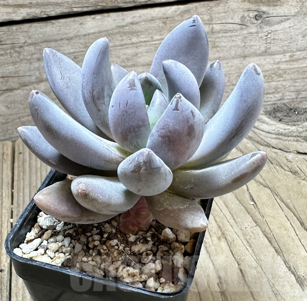 SHPR33799 Pachyphytum ‘Diamond’ - immagine 2
