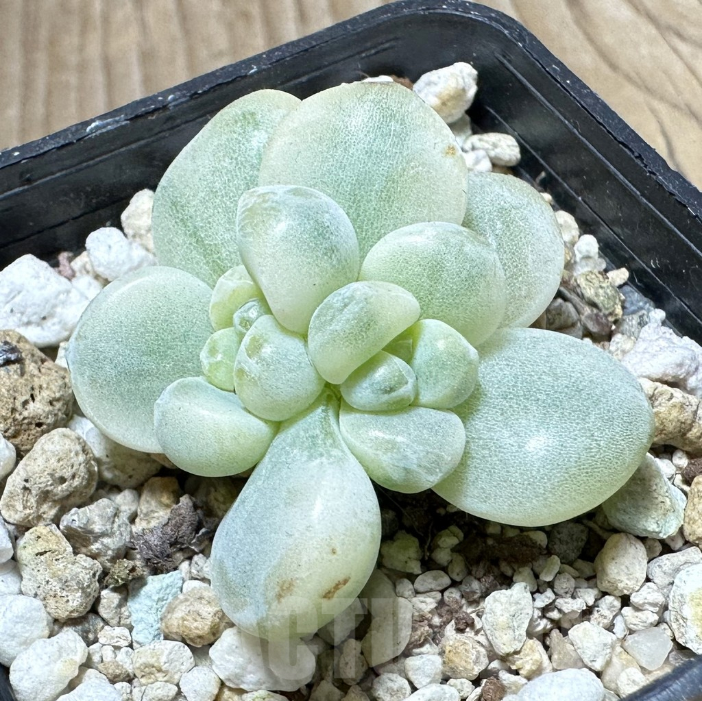 SHPR33800 Sedum clavatum f.variegata