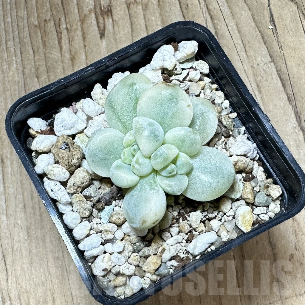 SHPR33800 Sedum clavatum f.variegata - Image 2