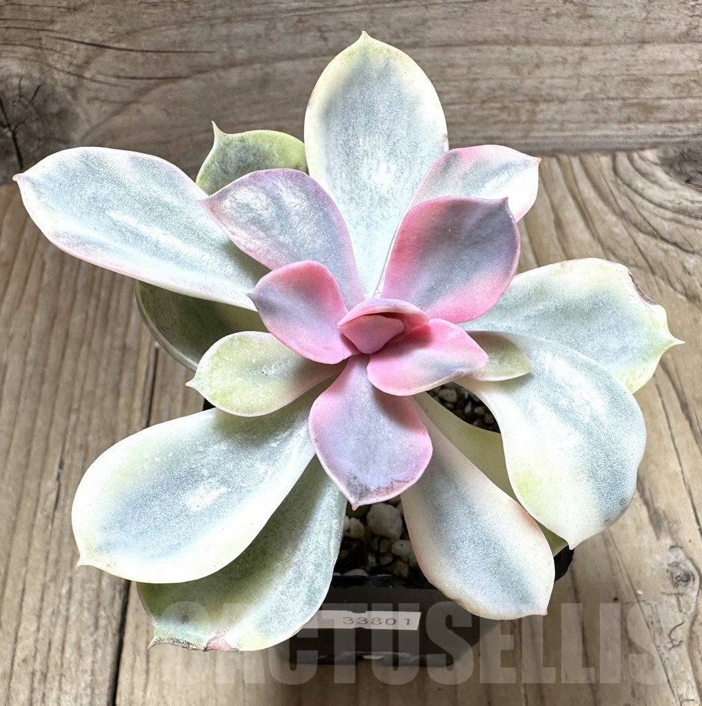 SHPR33801 Echeveria ‘Rainbow’