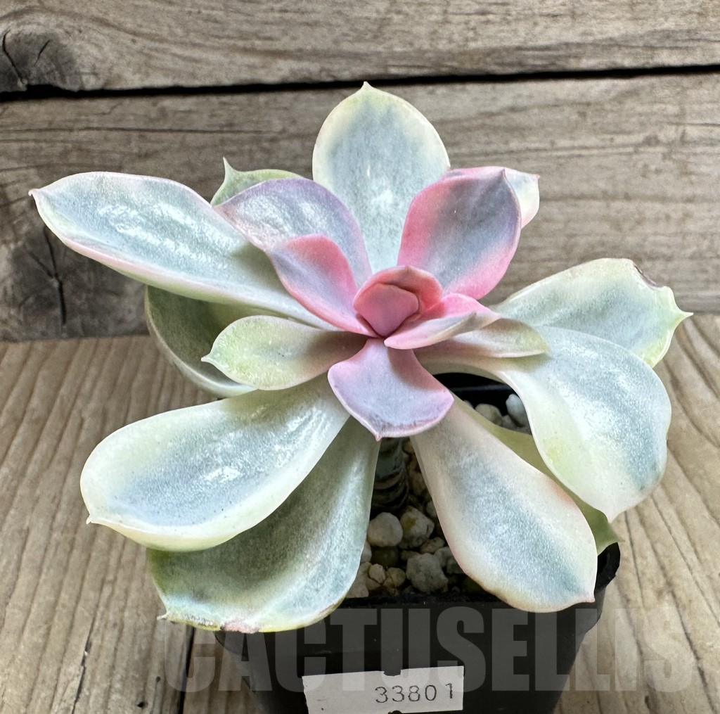 SHPR33801 Echeveria ‘Rainbow’ - Image 2
