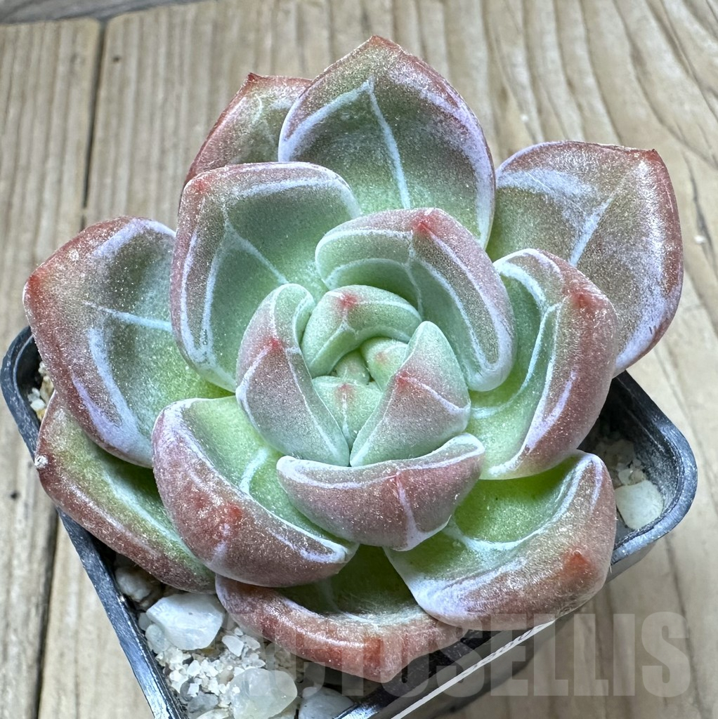 SHPR33803 Echeveria 'Champagne'