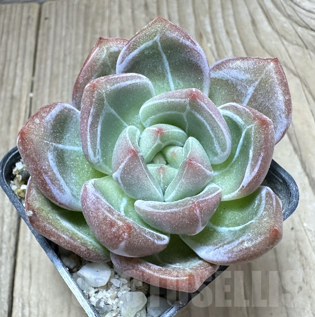 SHPR33803 Echeveria 'Champagne' - Image 2