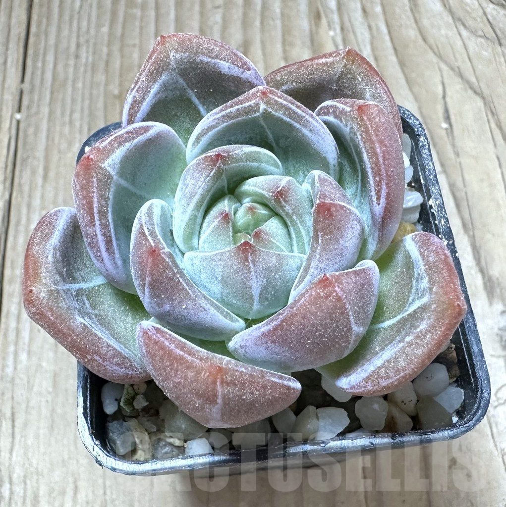 SHPR33804 Echeveria 'Champagne'