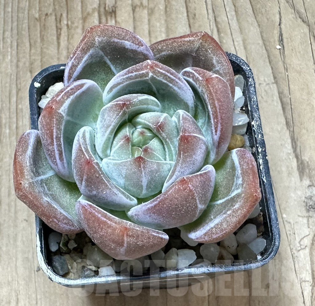 SHPR33804 Echeveria 'Champagne' - Image 2