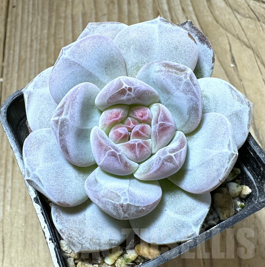 SHPR33805 Echeveria ‘Monroe’