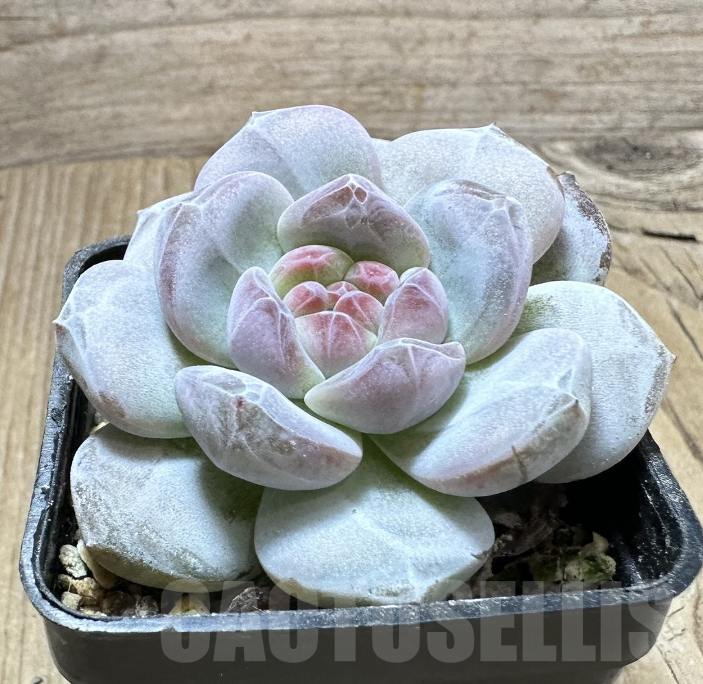 SHPR33805 Echeveria ‘Monroe’ - Imagen 2