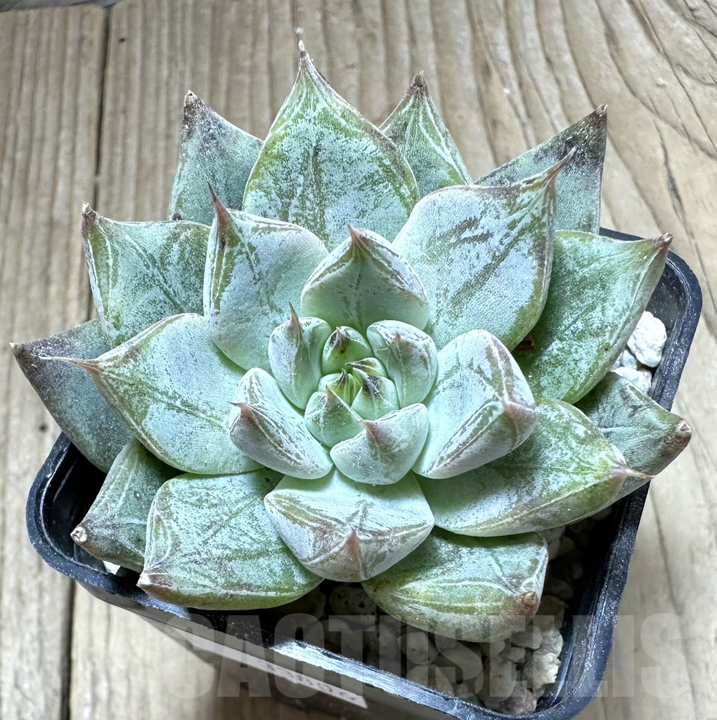 SHPR33806 Echeveria ‘Rajoya’