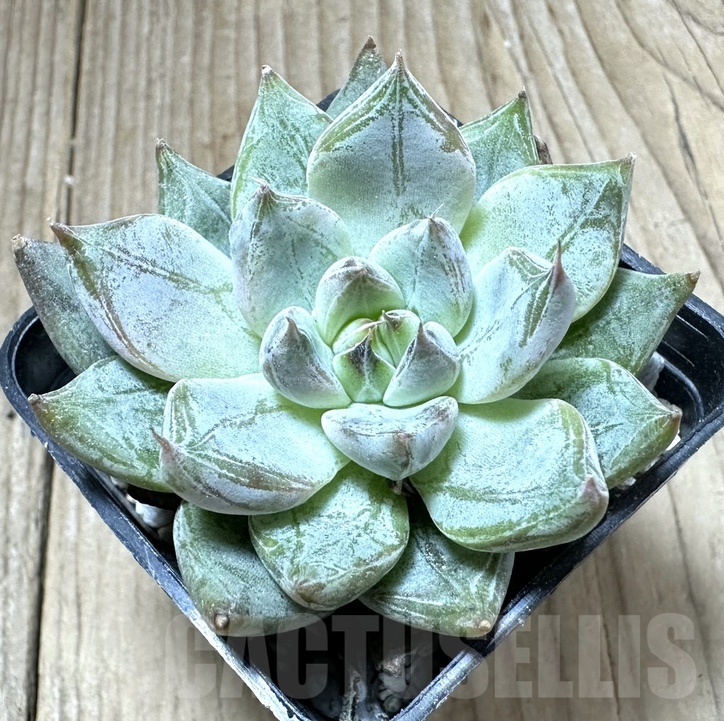 SHPR33807 Echeveria ‘Rajoya’