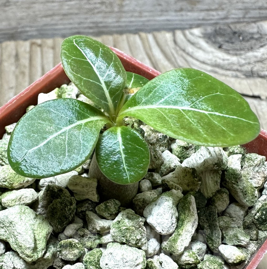 SHPR33874 Adenium socotranum