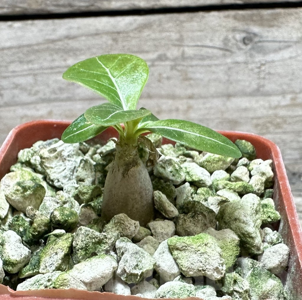 SHPR33874 Adenium socotranum - Image 2