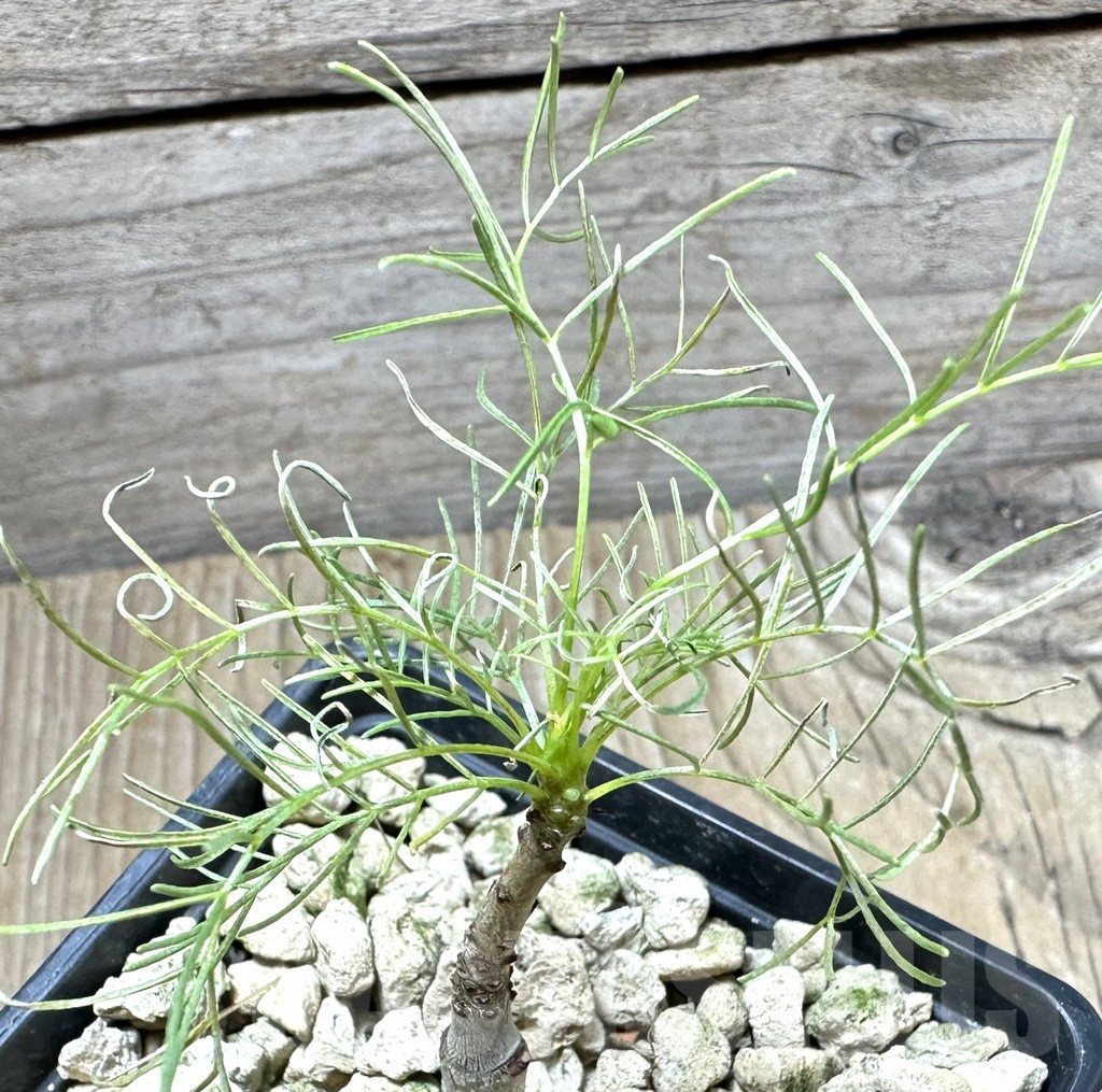 SHPR33875 Commiphora kraeuseliana