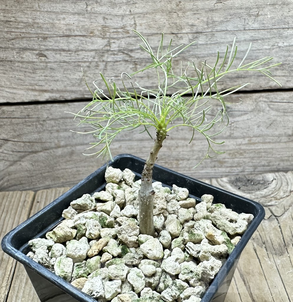 SHPR33875 Commiphora kraeuseliana - Image 2