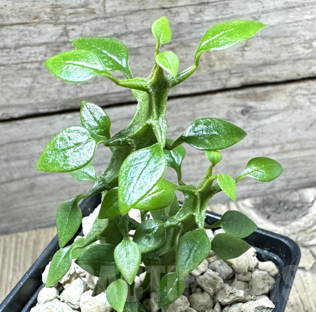 SHPR33877 Ceropegia simoneae