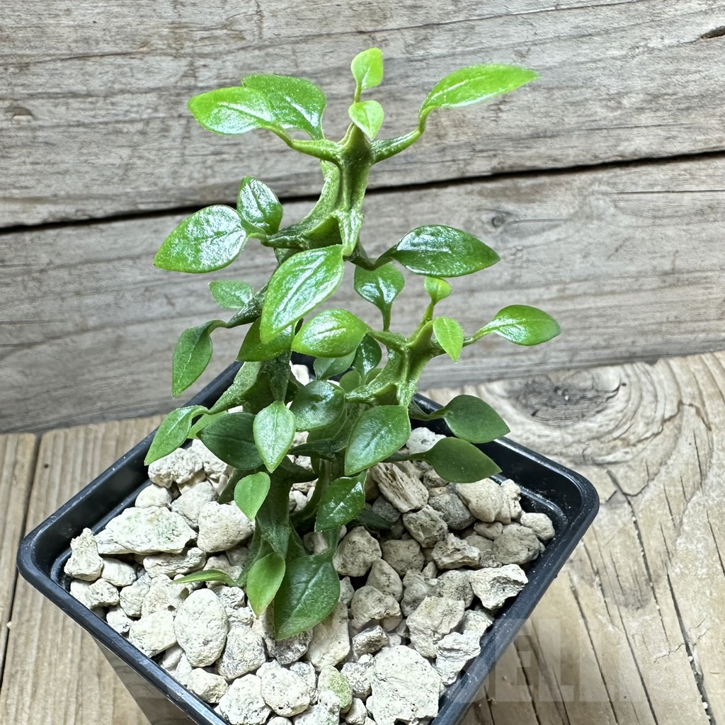 SHPR33877 Ceropegia simoneae - Image 2