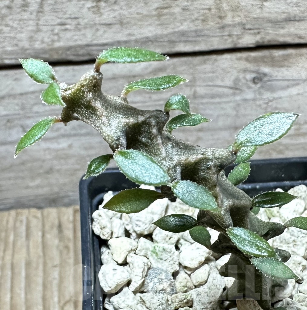 SHPR33878 Ceropegia armandii