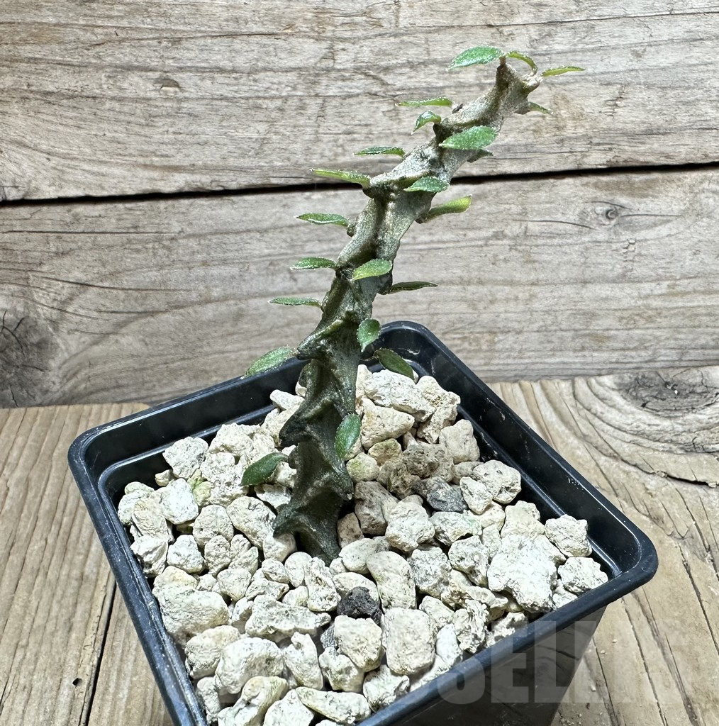 SHPR33878 Ceropegia armandii - Obrázek 2