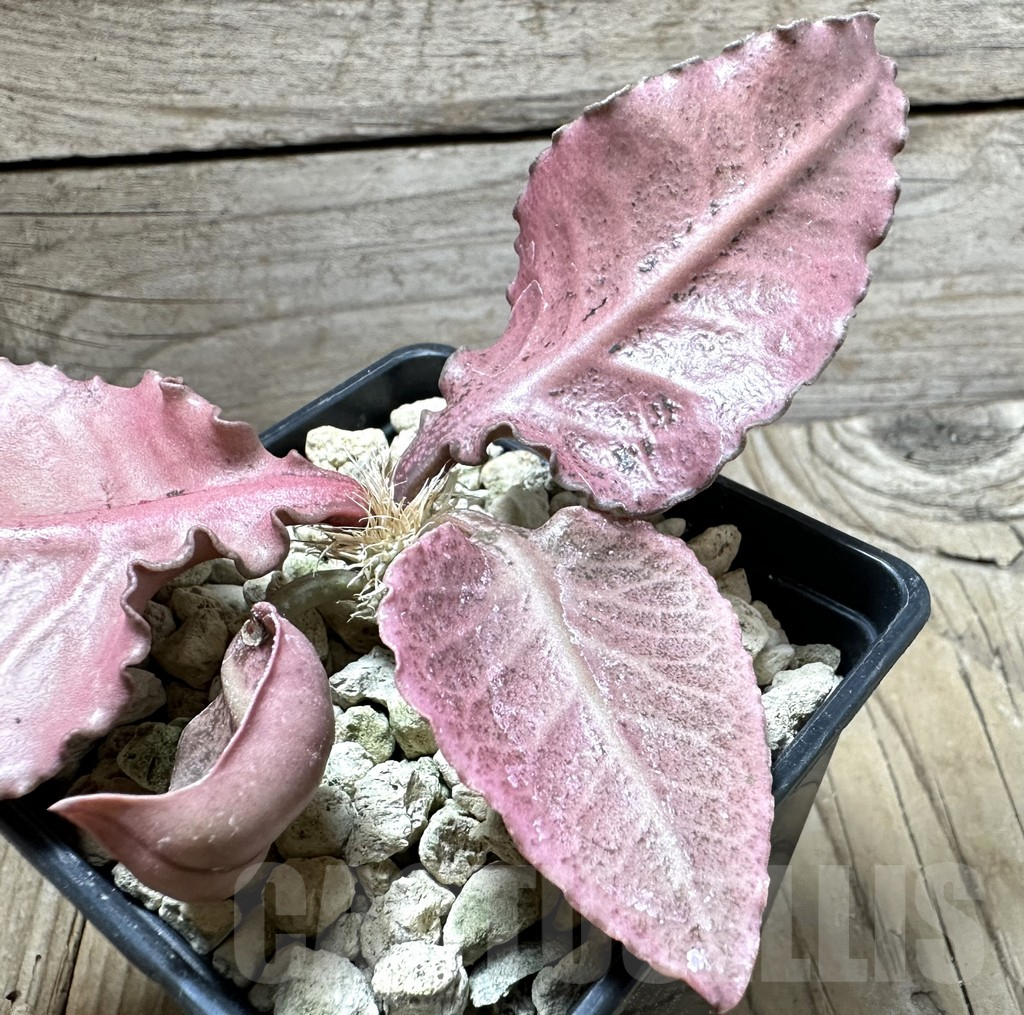 SHPR33880 Euphorbia francoisii hybrid