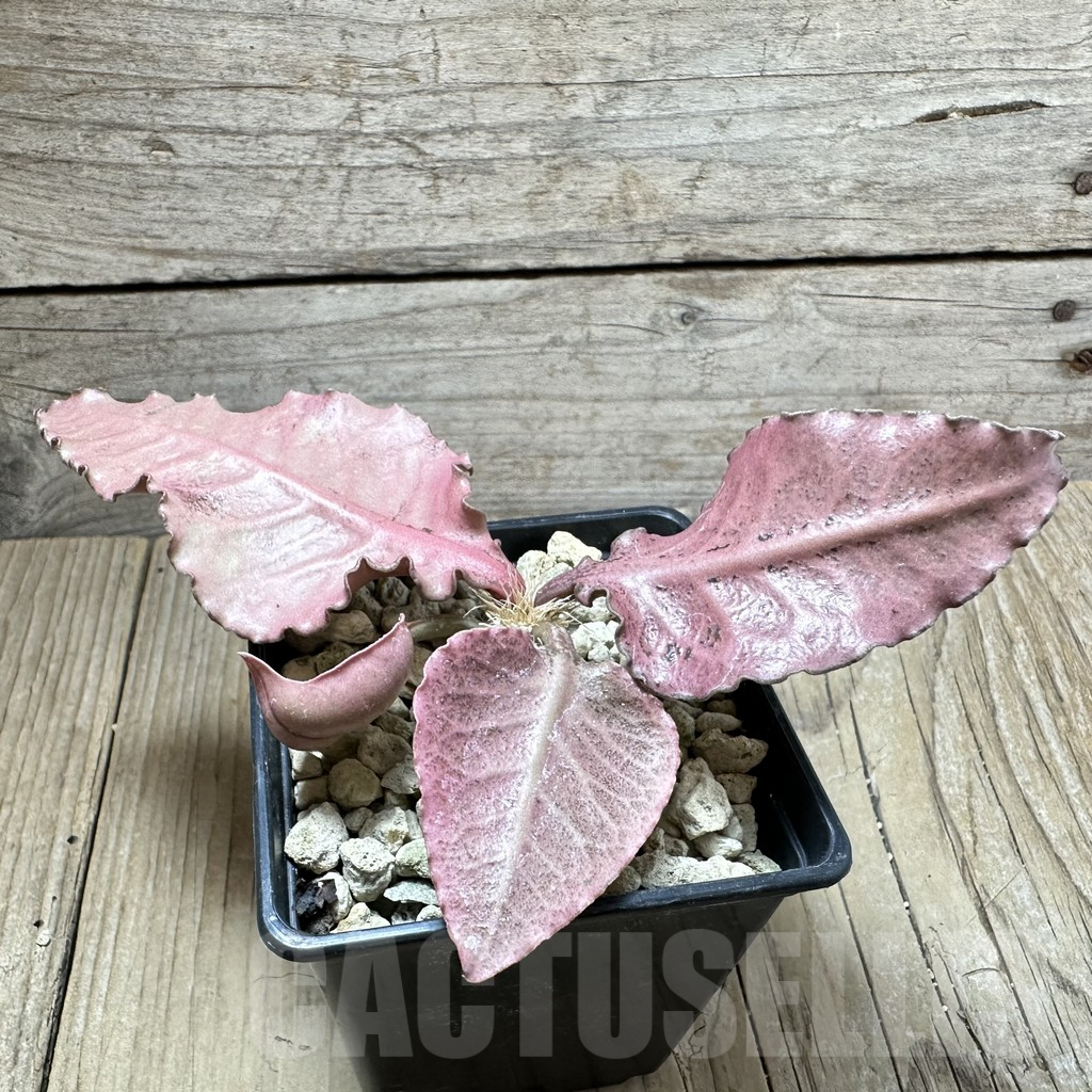 SHPR33880 Euphorbia francoisii hybrid - immagine 2