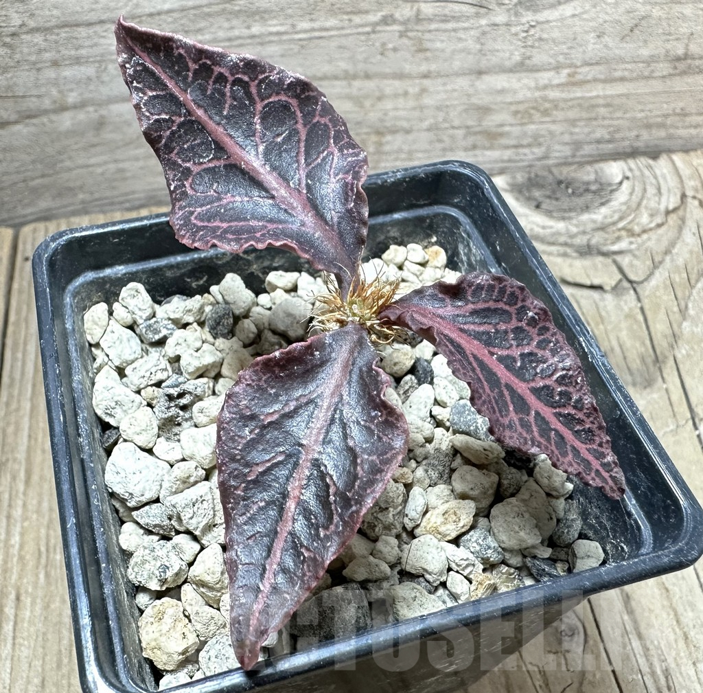 SHPR33881 Euphorbia francoisii hybrid