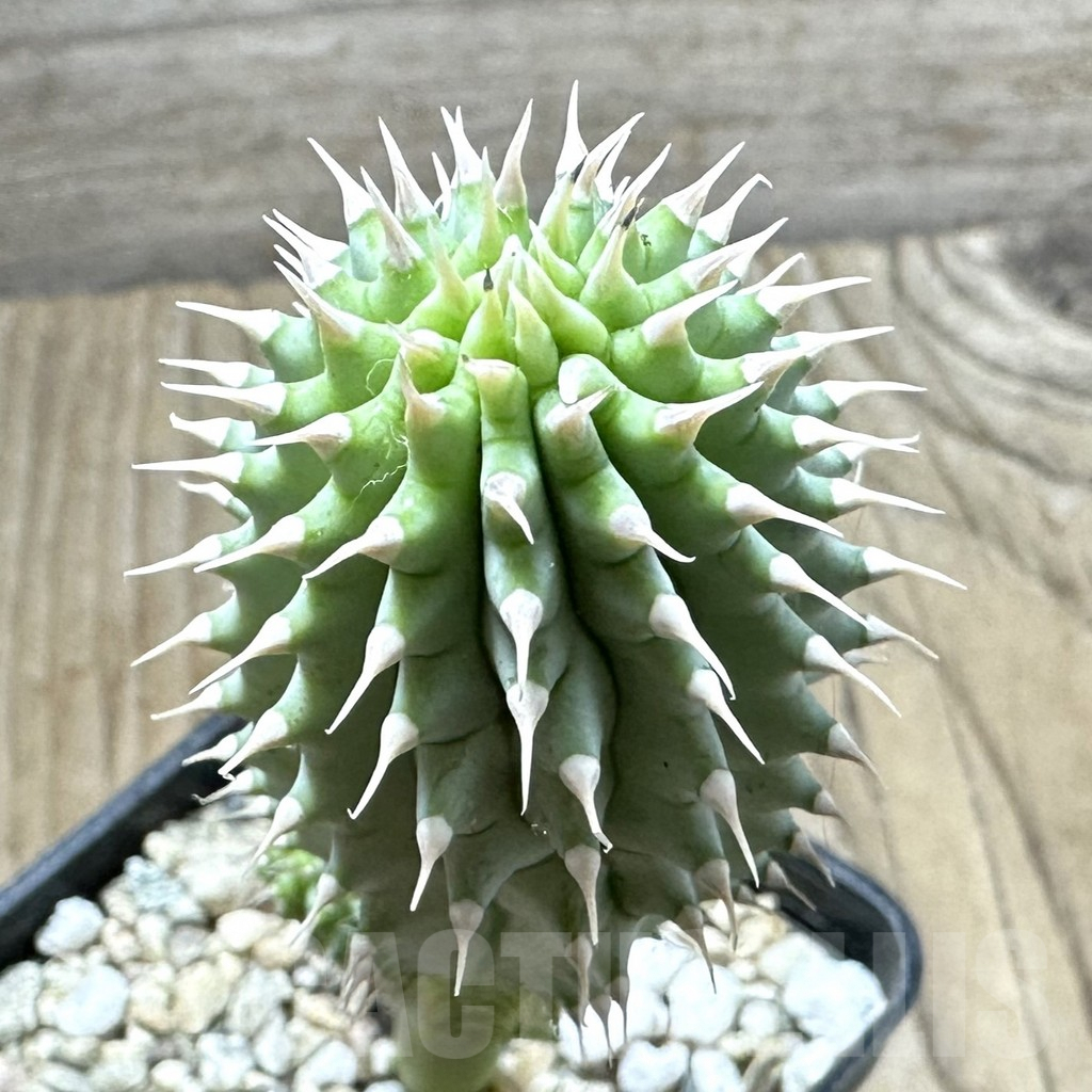 SHPR33883 Hoodia currorii ssp. lugardii