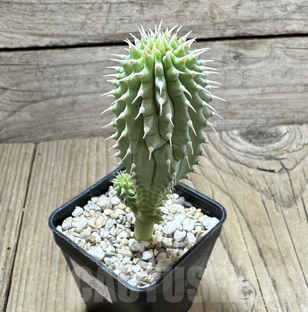 SHPR33883 Hoodia currorii ssp. lugardii - immagine 2