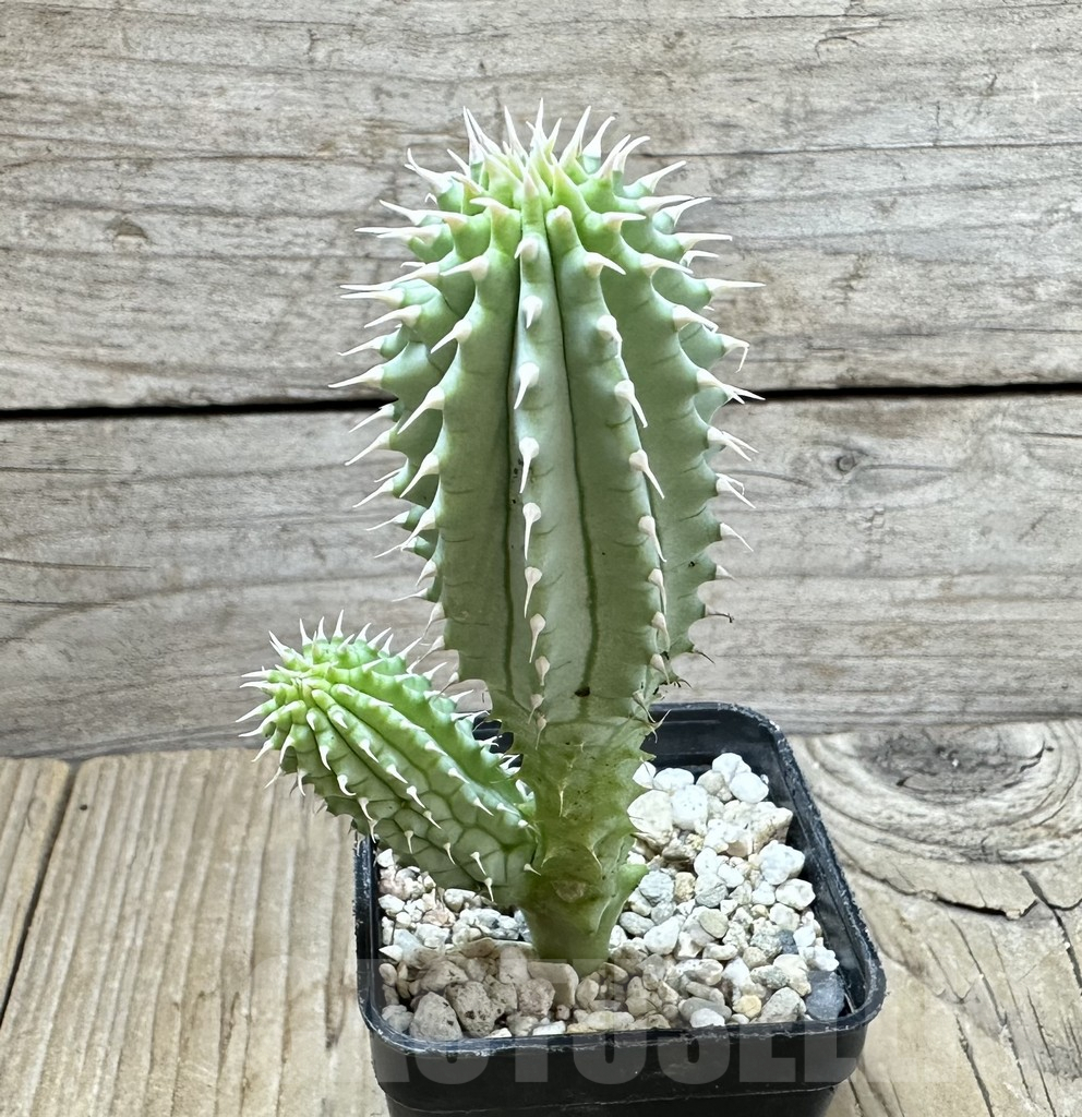 SHPR33885 Hoodia currorii ssp. lugardii - Image 2