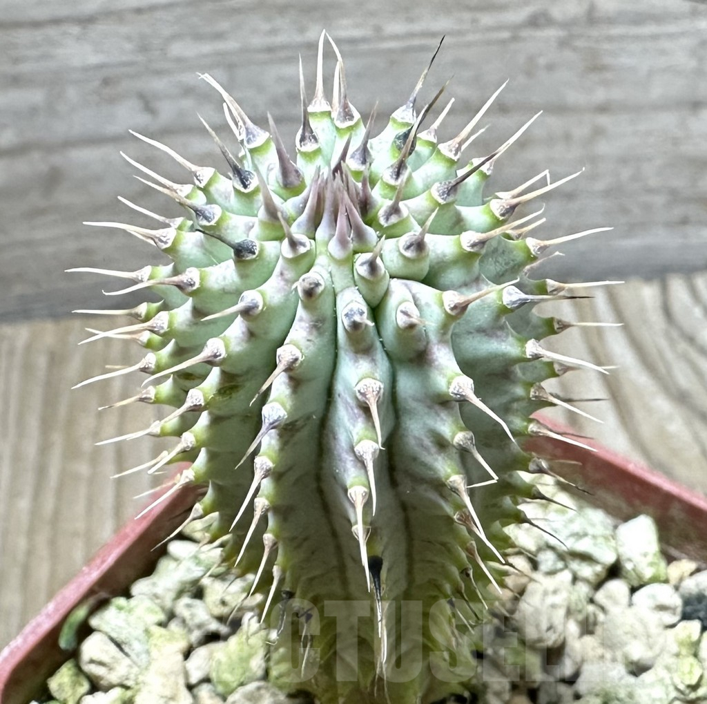 SHPR33887 Hoodia gordonii