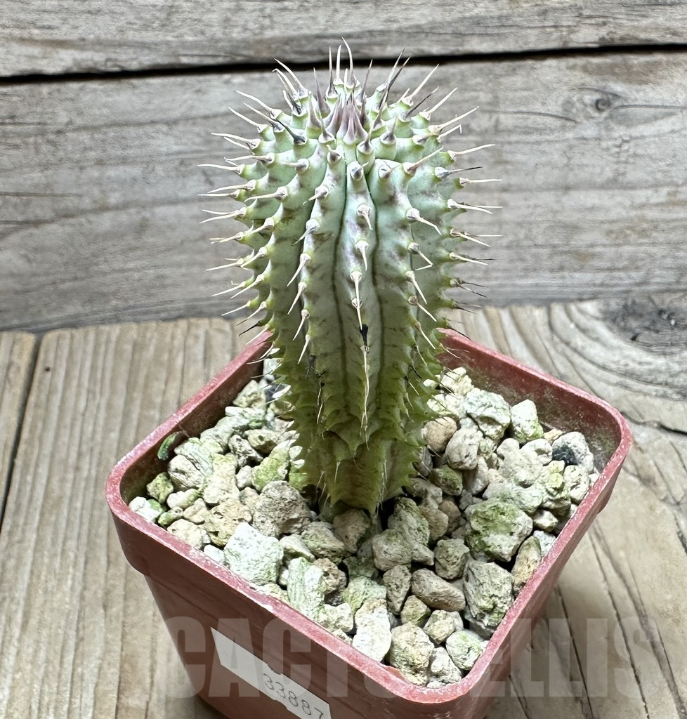 SHPR33887 Hoodia gordonii - 画像 (2)