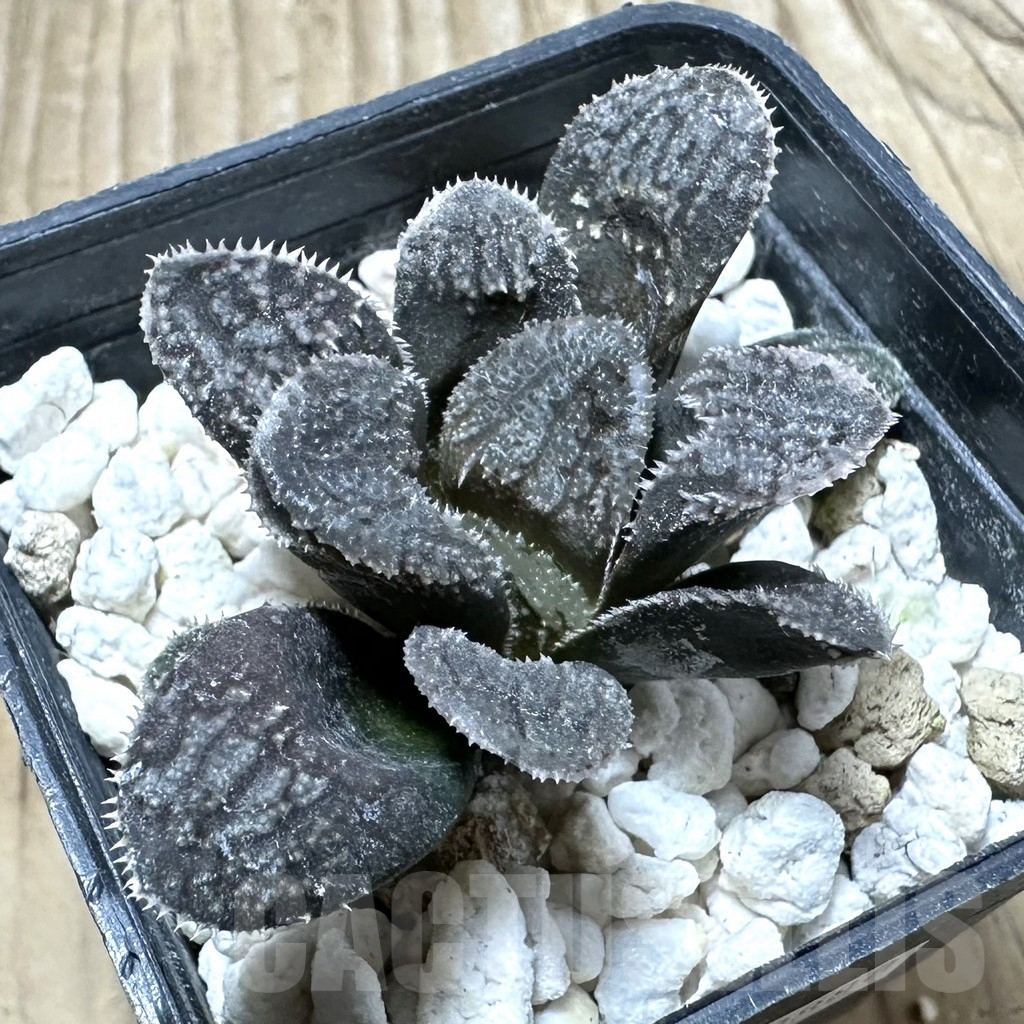 SHPR33888 Haworthia ‘Mordor’