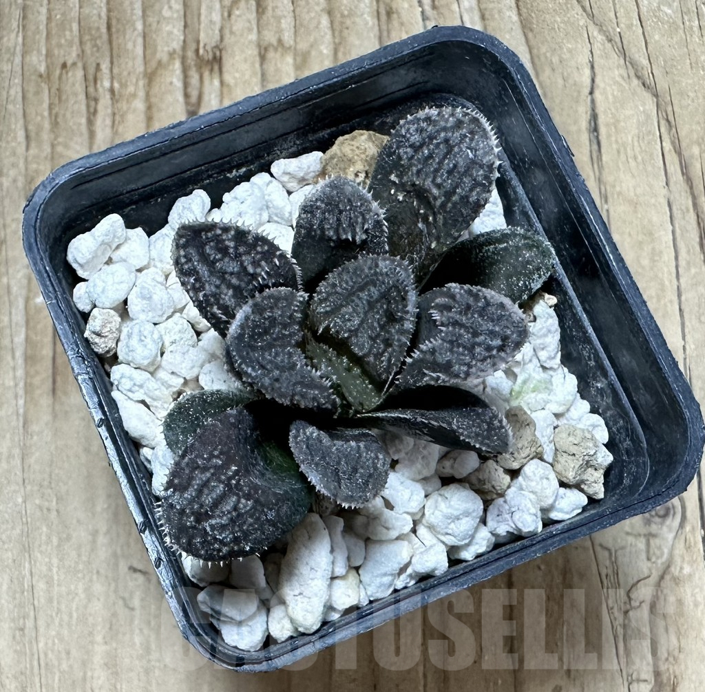 SHPR33888 Haworthia ‘Mordor’ - Image 2