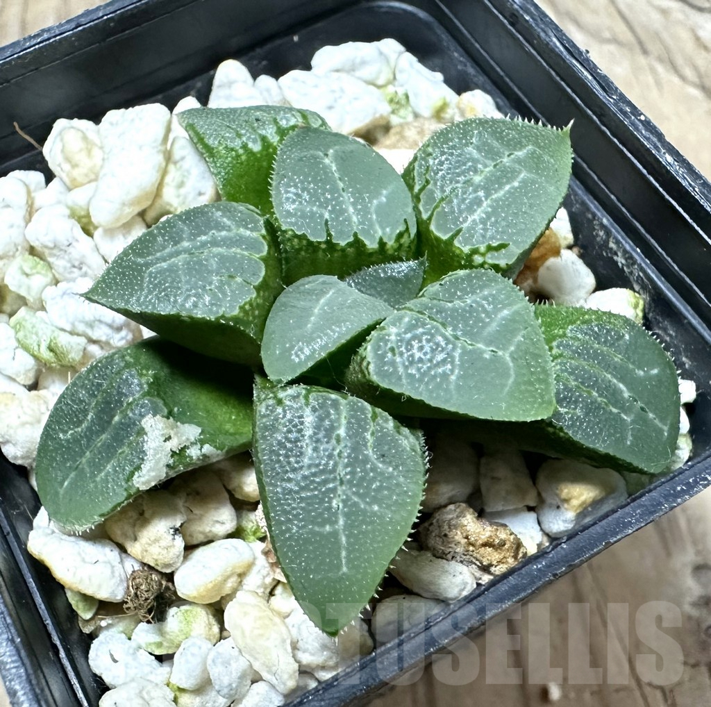 SHPR33889 Haworthia bayeri hybrid