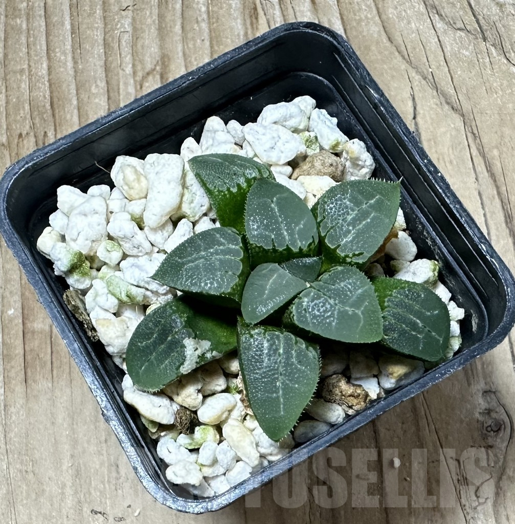 SHPR33889 Haworthia bayeri hybrid - immagine 2