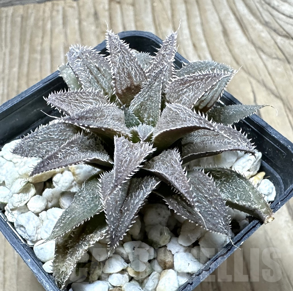 SHPR33890 Haworthia wimii hybrid