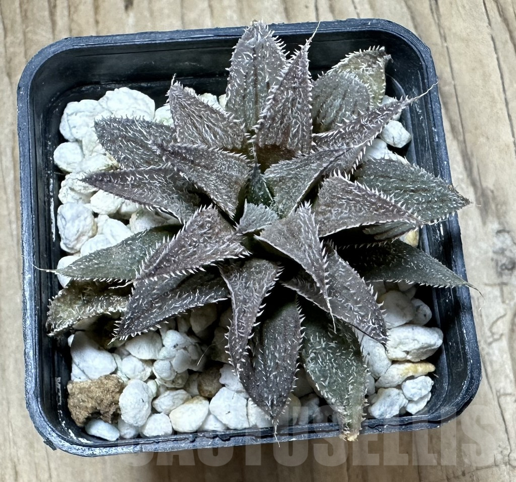 SHPR33890 Haworthia wimii hybrid - immagine 2