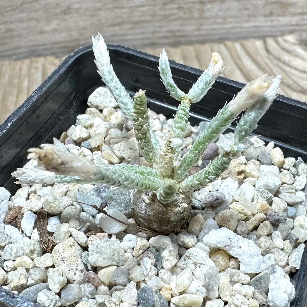 SHPR33892 Avonia quinaria -pink flower-