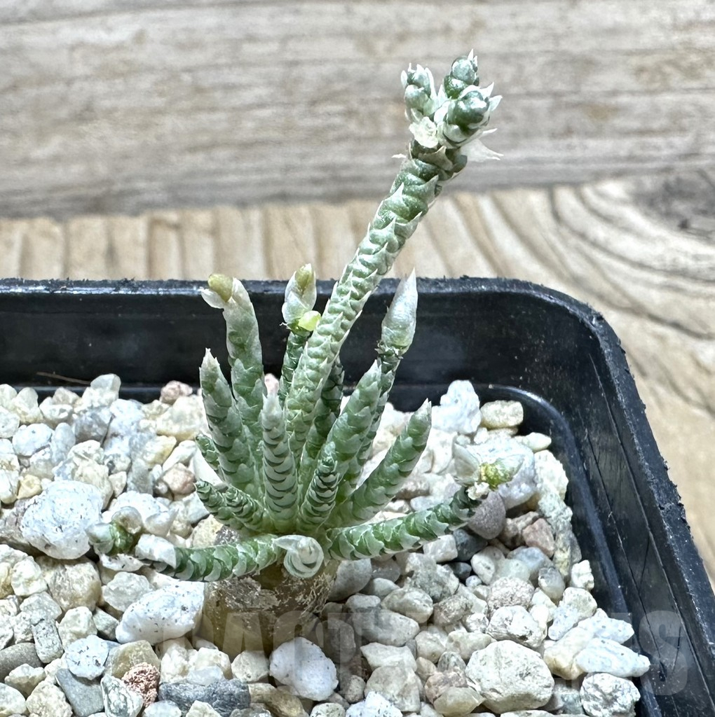 SHPR33893 Avonia quinaria -white flower-