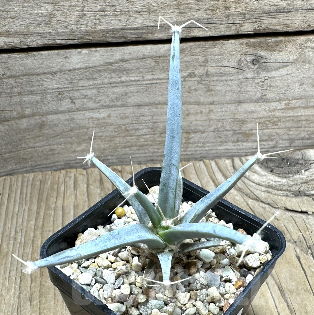 SHPR33894 Leuchtenbergia principis