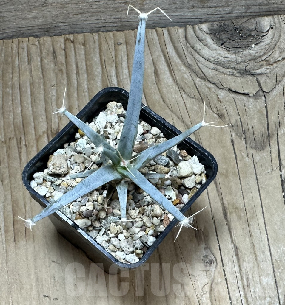 SHPR33894 Leuchtenbergia principis - Image 2