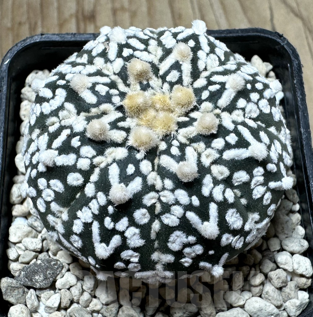SHPR33895 Astrophytum asterias ‘Super Kabuto’ V-Type