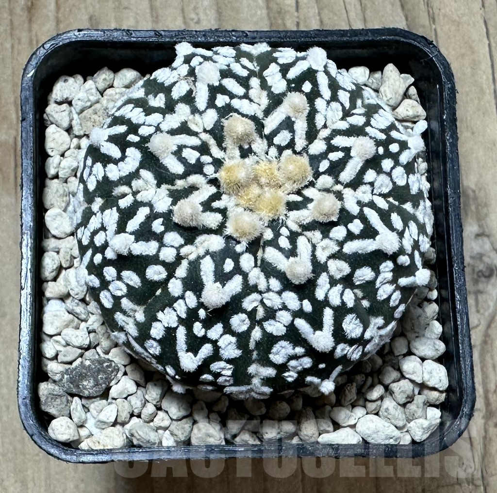 SHPR33895 Astrophytum asterias ‘Super Kabuto’ V-Type - Imagen 2