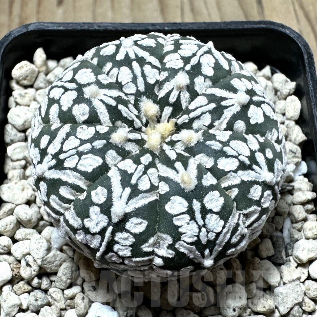 SHPR33898 Astrophytum asterias ‘Super Kabuto’ V-Type