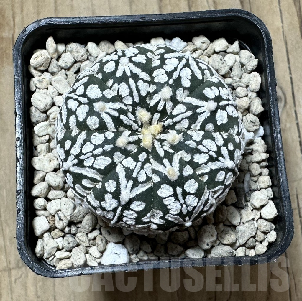 SHPR33898 Astrophytum asterias ‘Super Kabuto’ V-Type – Image 2